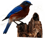 Finch on Broken Treetrunk