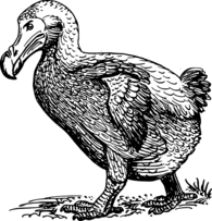 Dodo Walking