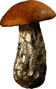 Large Forest Mushroom