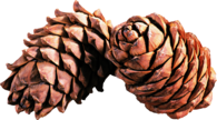 Pine Cone Duo