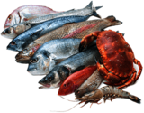 Seafood Collection