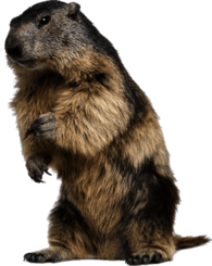Beaver Standing