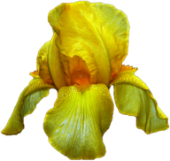 Yellow Iris