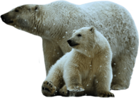 Polar Bear Mother and Son