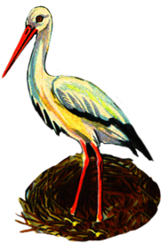 Stork In Nest