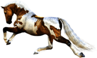 Horse Running