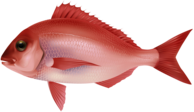 Fish Rose