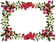 Flowers Frame Rose