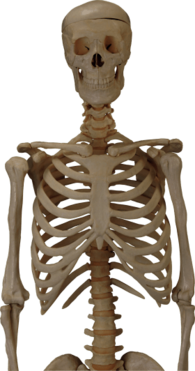 Body Skeleton