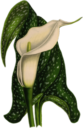 Calla Flower Drawing