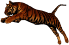 Tiger Jump High