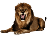 Lion Roar