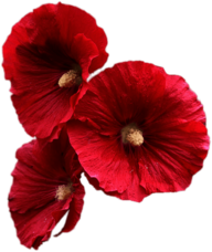 Red Hollyhock Flowers