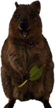 Smiling Quokka