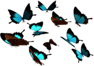 Butterflies Group Blue Brown Transaprent