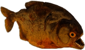 Dried Piranha