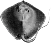 Stingray black and white