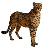 Cheetah Still