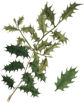 Holly Leaves Victorian Vintage Illustration