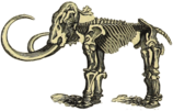 Mammoth Skeleton