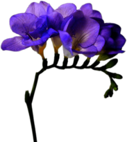 Purple Freesia