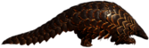 Adult Pangolin