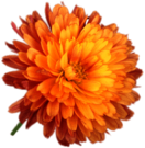 Orange Chrysanthemum