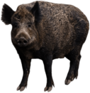 Boar With Head Turned Forward