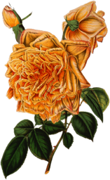 Vintage Yellow Flower Illustration