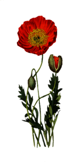 Vintage Poppy Flower