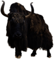 Yak Front View