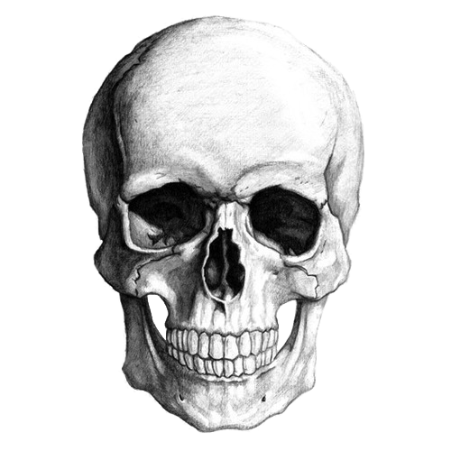 White Skull Drawing
