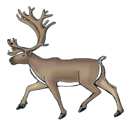 Reindeer (Caribou) Drawing