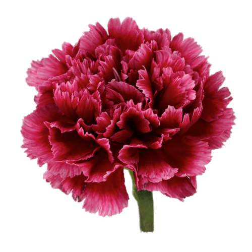 Wellington Carnation