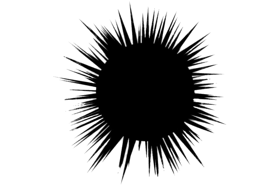 Black Sea Urchin Illustration