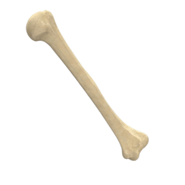 Humerus