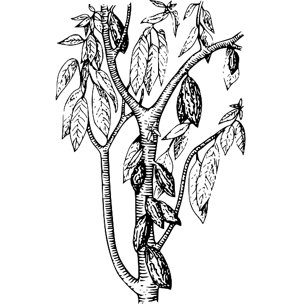 Cacao Plant With Leaves Black and White Illustration