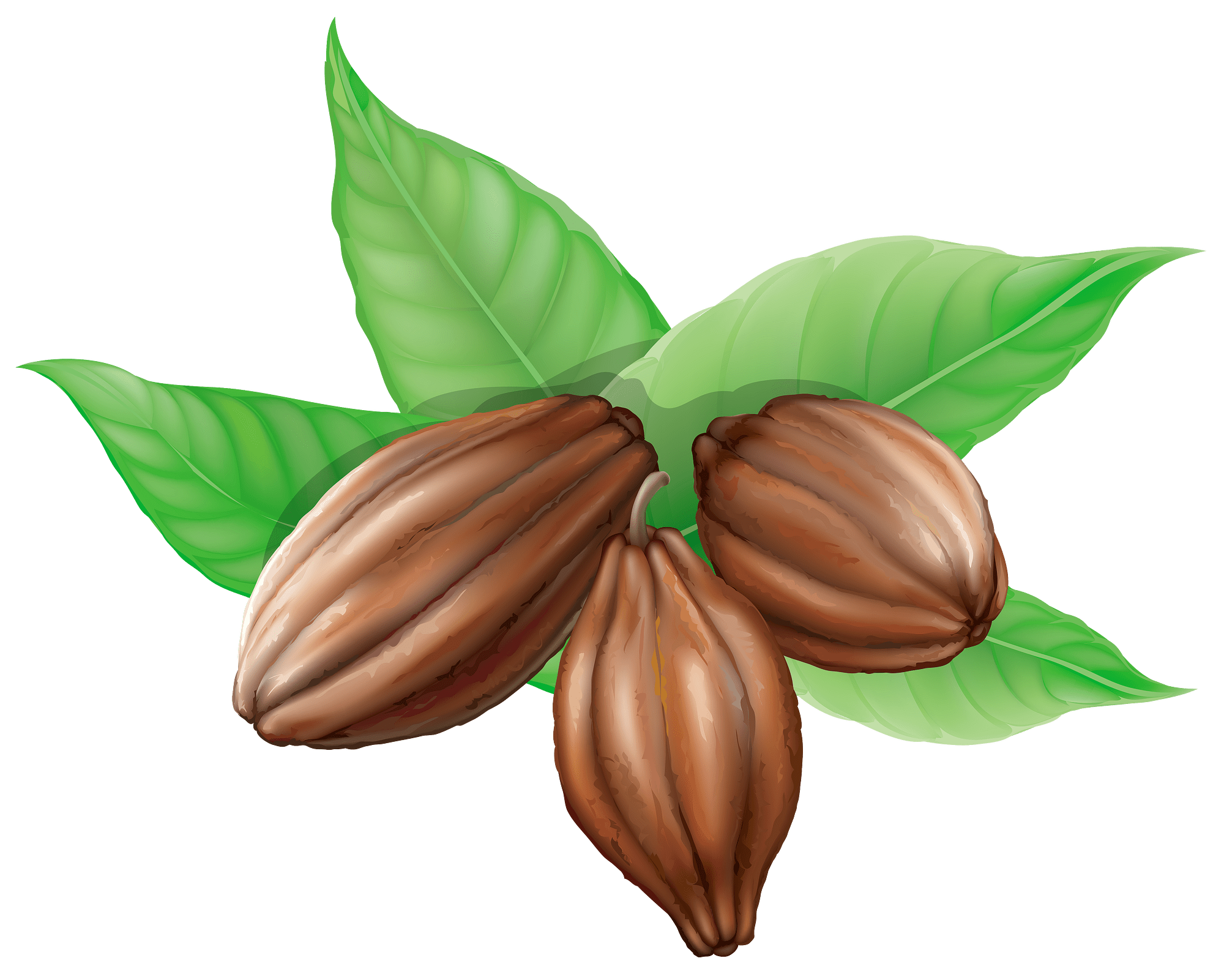 Cacao Beans With Green Leaves