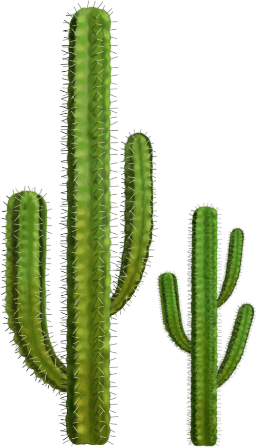 Two Cactuses