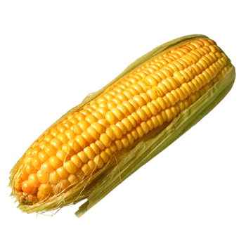 Corn Solo Leaves