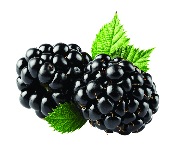 Blackberries Duo