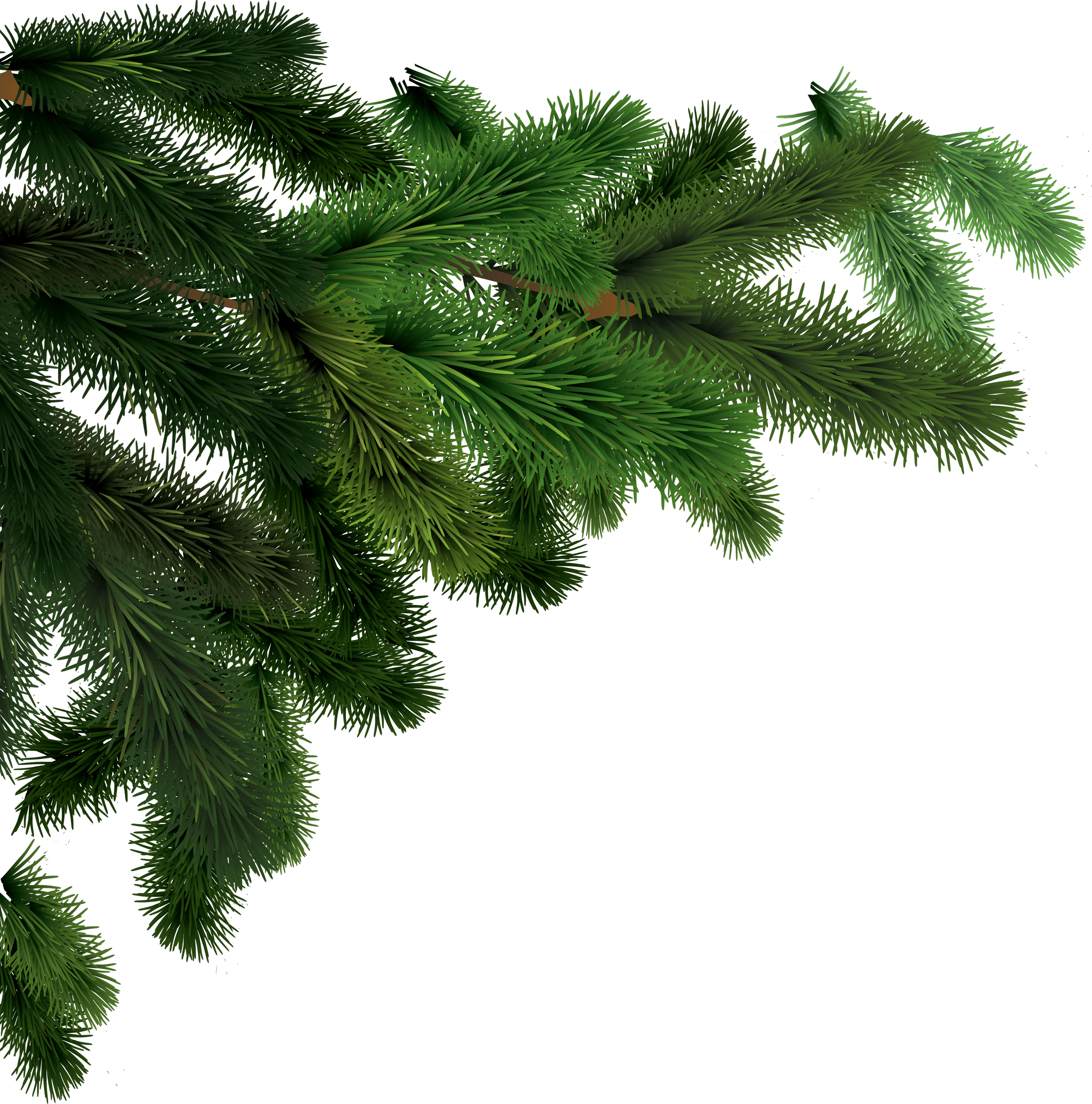 Side Branches Fir Tree