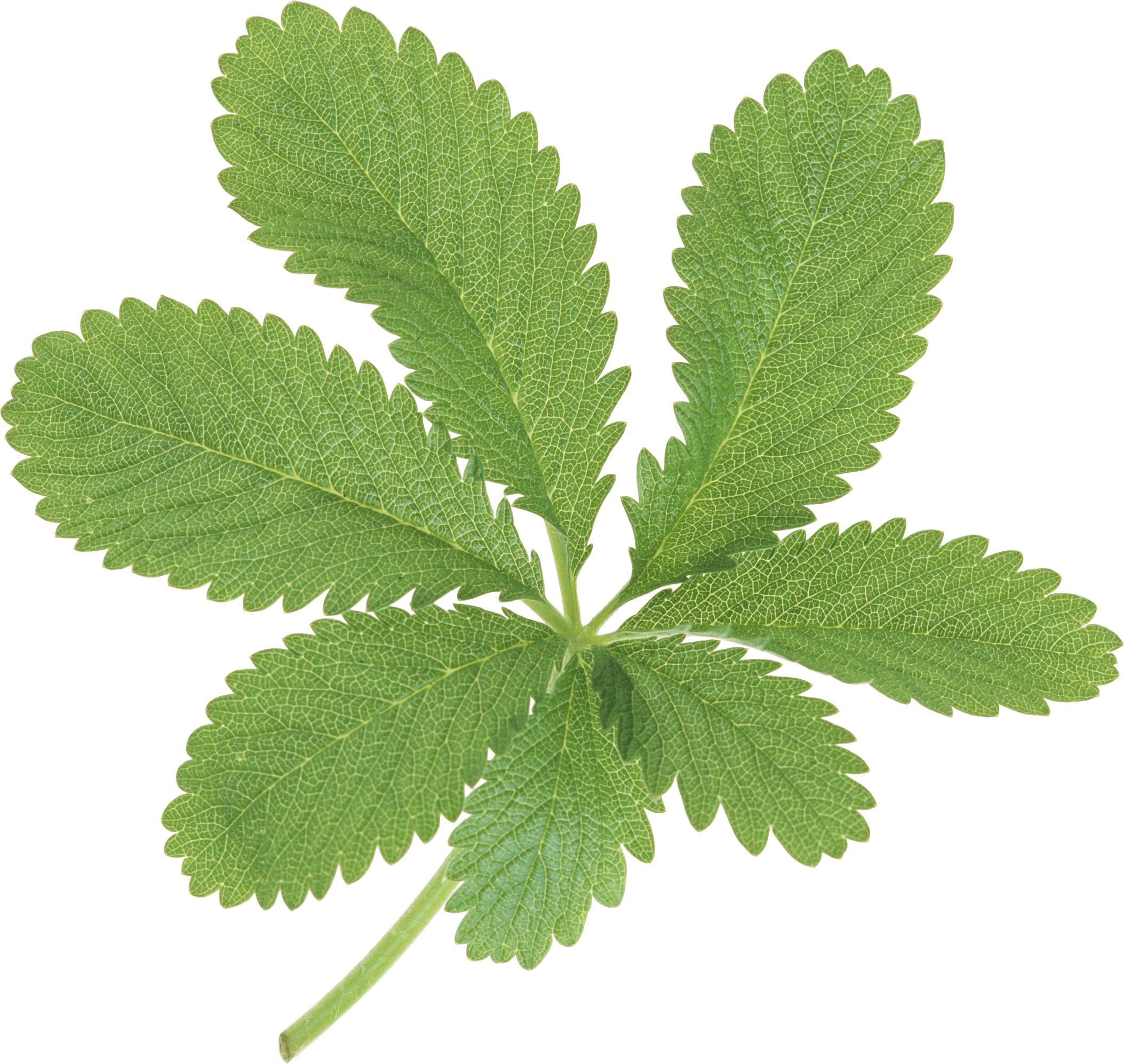 Large Green Leaves