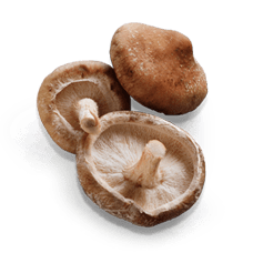 Mushroom Shiitake