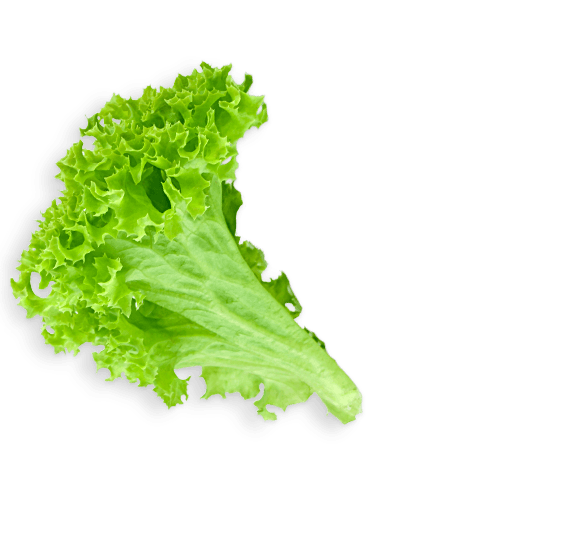 Lettuce Leaf