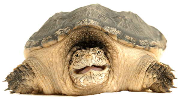 Snapping Turtle Front View