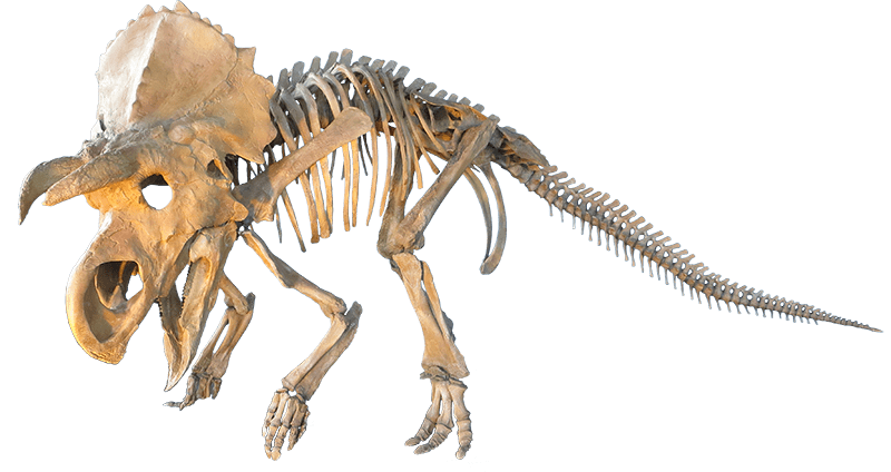 Judithian Aged Ceratopsian