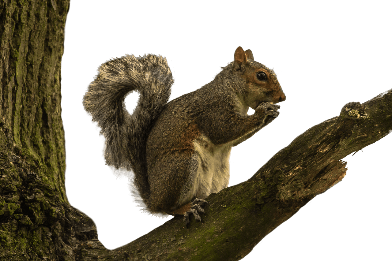 Squirrel on Tree Branch