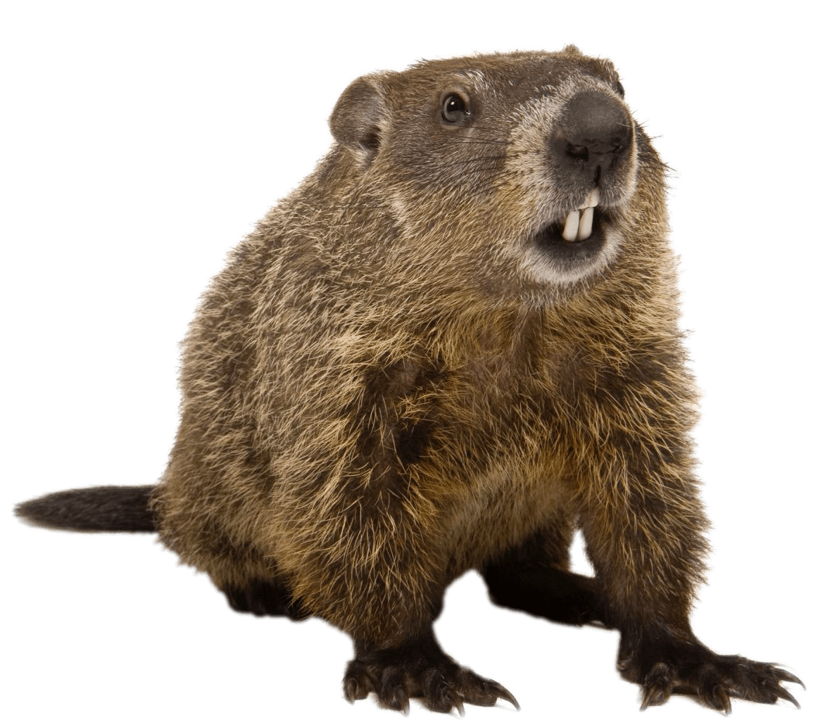 Groundhog Front View