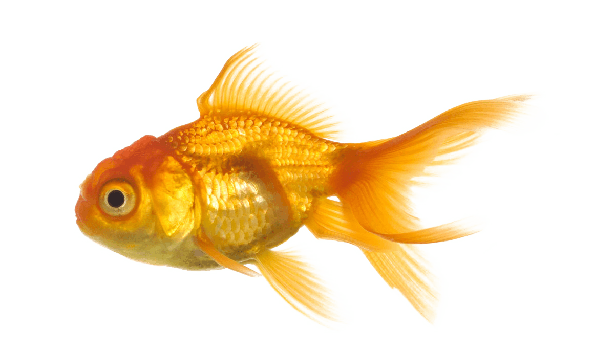 Large Gold Fish